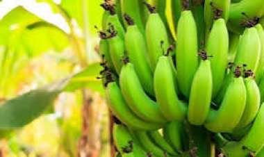 କଞ୍ଚା କଦଳୀର ଏପରି ୫ଟି ଚମତ୍କାରୀ ଗୁଣ ,ସବୁ ରୋଗର ଅବ୍ୟର୍ଥ ଔଷଧ