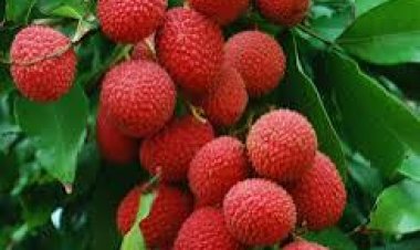 ତ୍ବଚା ପାଇଁ ବରଦାନ ଲିଚୁକୋଳି