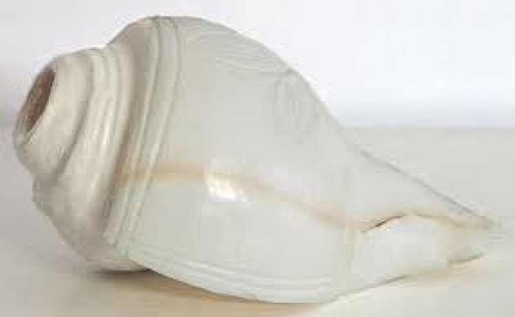 ପୂଜା ଘରେ ଶଙ୍ଖ ରଖିବାର କିଛି ନିୟମ ! ଧ୍ୟାନ ଦିଅନ୍ତୁ