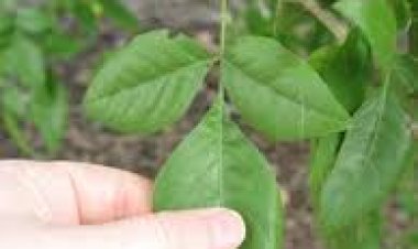 ଖରାଦିନେ ବେଲପତ୍ର ଖାଇଲେ ମିଳିଥାଏ ଏହି ଲାଭ..