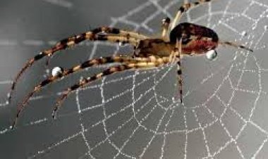 ଘରେ ବୁଢ଼ିଆଣୀ ଜାଲ ଅଛି କି?