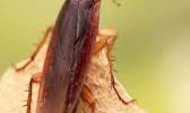 ମୁଣ୍ଡ କାଟିବା ପରେ ବି ବଞ୍ଚେ ଅସରପା , କେମିତି?