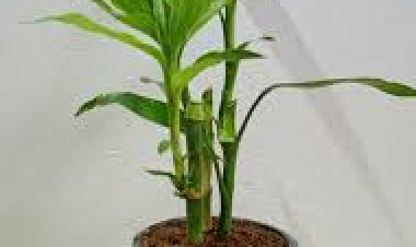 କେଉଁଠି ରଖିବେ ଲକି ବାମ୍ବୋ?