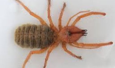 ଛୋଟ ଜୀବ ବି ମନୁଷ୍ୟକୁ ଆକ୍ରମଣ କରିପାରେ !