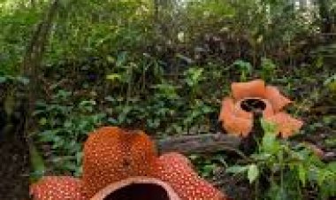 ବିଶ୍ୱର ସବୁଠୁ ବଡ ଫୁଲ ଦେଖନ୍ତୁ