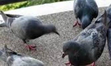 ପାରା ଅପରିଷ୍କାର କରୁଛନ୍ତି କି? ବାଲକୋନିରେ ଲଗାନ୍ତୁ ଏହି ଗଛ