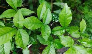 ଖରାଦିନେ ବେଲପତ୍ର ଖାଇଲେ ମିଳିଥାଏ ଏହି ଲାଭ..