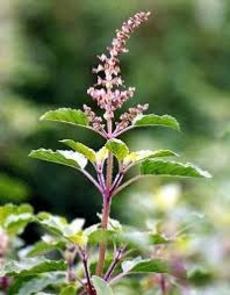 ଗର୍ଭାବସ୍ଥାରେ ଖାଆନ୍ତୁ ତୁଳସୀ ମଞ୍ଜି; ମିଳିବ ଏହି ସବୁ ଲାଭ