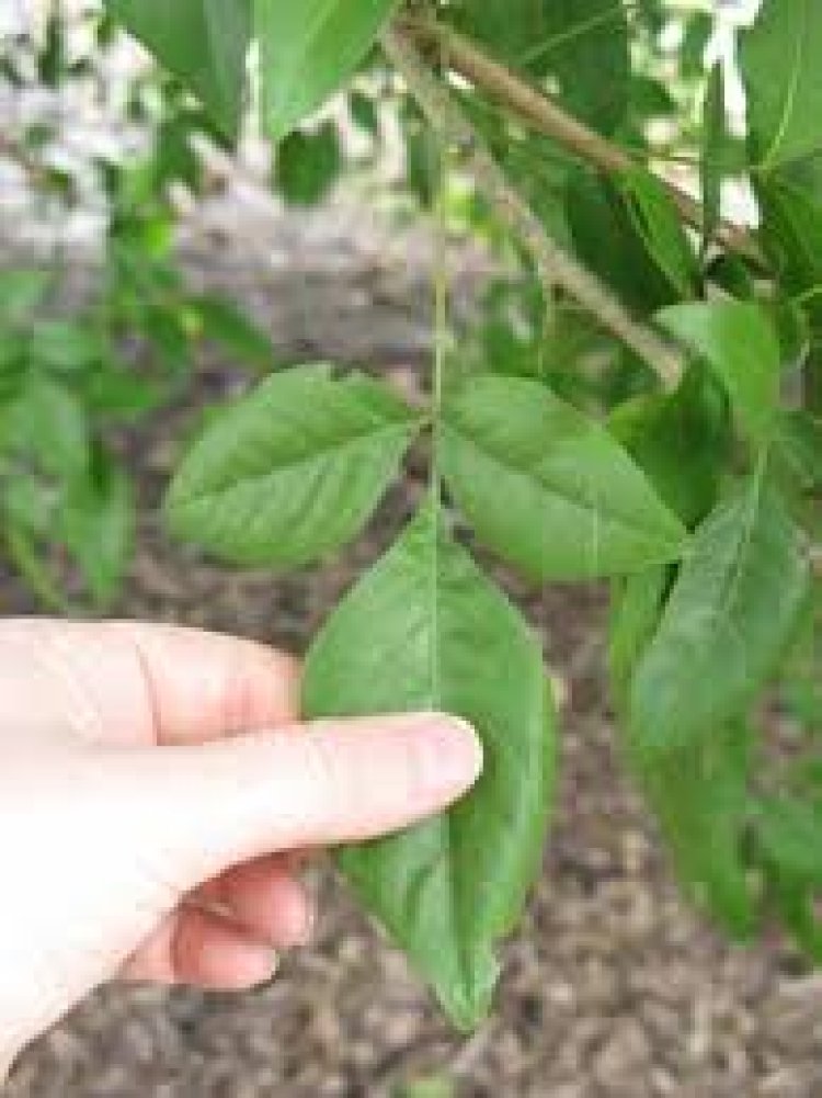 ଖରାଦିନେ ବେଲପତ୍ର ଖାଇଲେ ମିଳିଥାଏ ଏହି ଲାଭ..