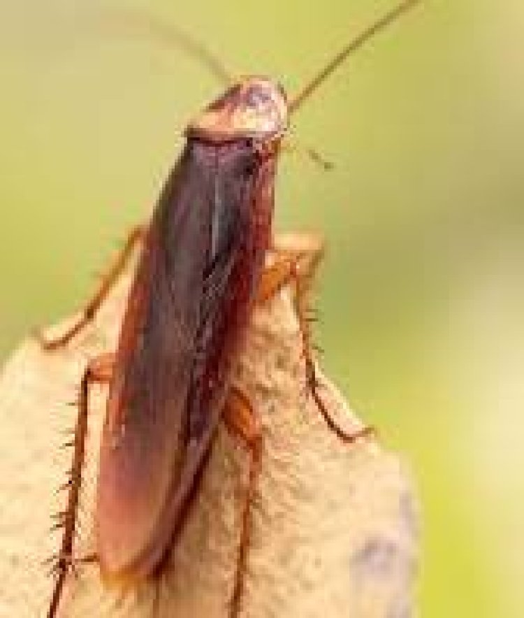 ମୁଣ୍ଡ କାଟିବା ପରେ ବି ବଞ୍ଚେ ଅସରପା , କେମିତି?