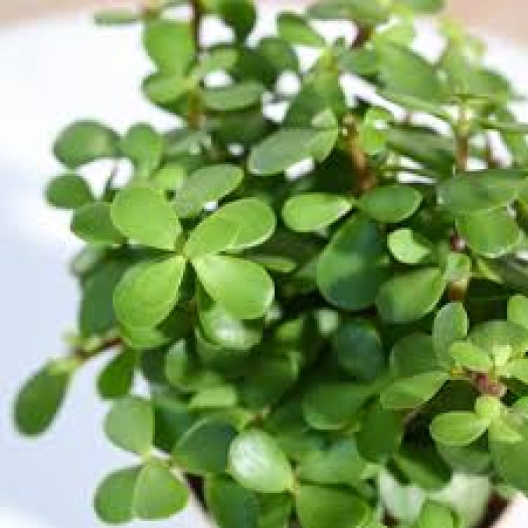 ଘରେ ଶାନ୍ତି ଆଣିବ ଏହି ଗଛ