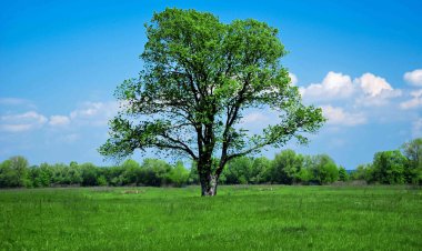 ବୃକ୍ଷ ହିଁ ଜୀବନ