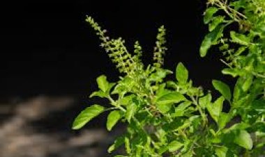 ତୁଳସୀ ପତ୍ରର ଉପକାରିତା
