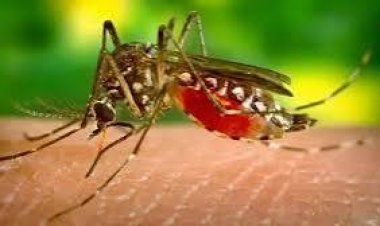 ଡେଙ୍ଗୁରୁ ଦୂରେଇ ରଖେ ଘରୋଇ ଚିକିତ୍ସା