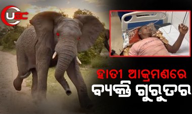 ହାତୀ ଆକ୍ରମଣରେ ବ୍ୟକ୍ତି ଗୁରୁତର   