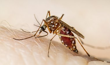 "1 person dies from suspected dengue as cases increase to 717 in Sundargarh, Odisha."