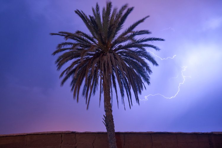 "Odisha's Strategy to Mitigate Lightning Strikes Using Palm Trees"