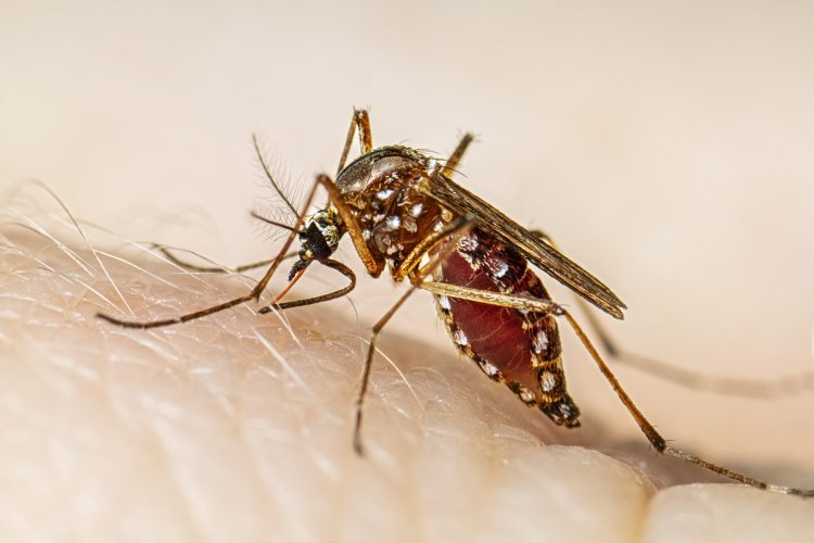 "1 person dies from suspected dengue as cases increase to 717 in Sundargarh, Odisha."