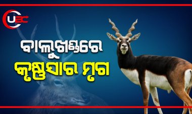 ଦୀର୍ଘ ୨୦ ବର୍ଷ ପରେ ପୁରୀ ବାଲୁଖଣ୍ଡ ଅଭୟାରଣ୍ୟରେ କୃଷ୍ଣସାର ମୃଗ