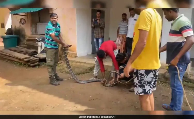 A rescue team saved an 11-foot-long king cobra from a house in Odisha.