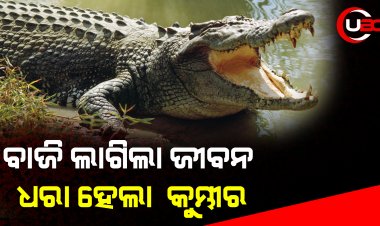 ଶୁଣିଲା ନାହିଁ ବନ ବିଭାଗ, ଶେଷରେ ଜାଲ ପକାଇ କୁମ୍ଭୀର ଧରିଲେ ମତ୍ସ୍ୟଜୀବୀ