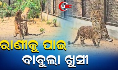 ମା ହେବାକୁ ଯାଉଛି ରାଣୀ, ବାଳୁଙ୍ଗାମୀ ଛାଡି ଦେଇଛି ବାବୁଲା