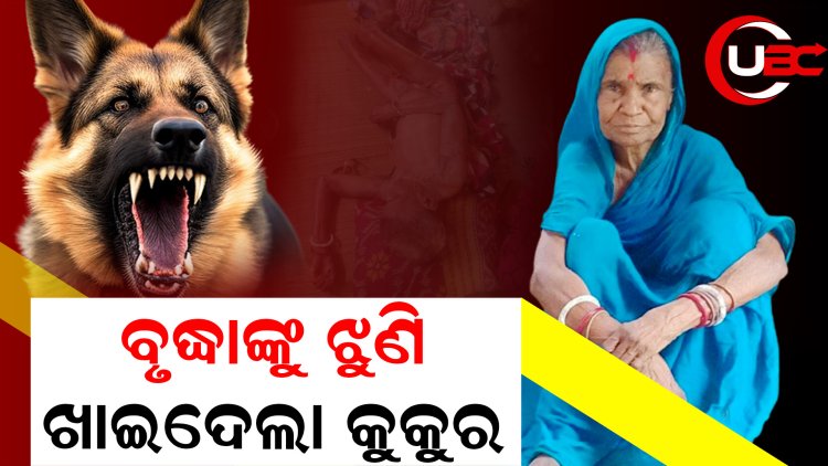 ଘର ଭିତରେ ପ୍ରାଣ ହରାଇଲେ ବୃଦ୍ଧା, କୁକୁରକୁ ପିଟିପିଟି ମାରିଦେଲେ ଗାଁ ଲୋକେ 