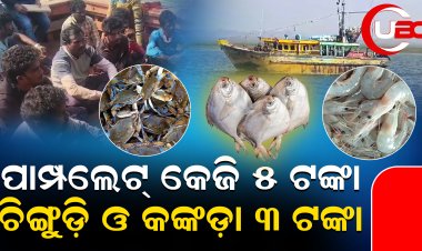 ପୁରୀରେ ମାତିଛନ୍ତି ମାଛ ମାଫିଆ ସିଣ୍ଡିକେଟ୍, ସାଙ୍ଗରେ ଅଛନ୍ତି ସରକାରୀ ବାବୁ
